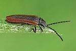 omalisus-fontisbellaquei-foto-weisenboehler