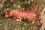 opilo-mollis-larva-foto-altmann