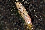 opilo-mollis-puppe2-foto-krumm