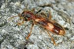 opilo-mollis2-foto-altmann