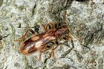 opilo-mollis3-foto-altmann