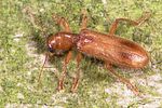 opilo-pallidus-foto-weidlich