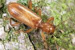 opilo-pallidus3-foto-weidlich