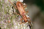 opilo-pallidus4-foto-weidlich