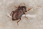 oulimnius-tuberculatus-foto-koehler