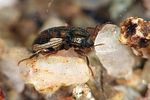 oulimnius-tuberculatus-foto-weidlich