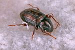 oulimnius-tuberculatus2-foto-koehler