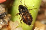 oulimnius-tuberculatus2-foto-weidlich