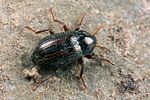 oulimnius-tuberculatus3-foto-koehler