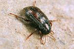 oulimnius-tuberculatus4-foto-koehler