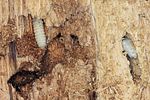 peltis-grossa-larva-foto-polacek