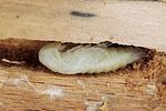 peltis-grossa-pupa2-foto-polacek