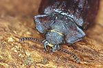 peltis-grossa2-foto-bense
