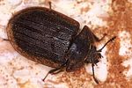 peltis-grossa2-foto-polacek
