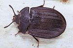 peltis-grossa3-foto-polacek