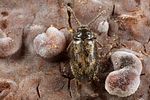 phloiophilus-edwardsii-foto-koehler
