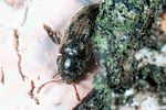 phloiophilus-edwardsii-foto-tolasch