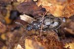 phloiophilus-edwardsii-foto-weidlich