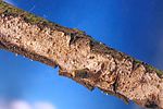 phloiophilus-edwardsii-fungus-foto-koehler
