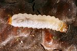 phloiophilus-edwardsii-larva-foto-koehler
