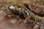 phloiophilus-edwardsii2-foto-koehler