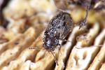 phloiophilus-edwardsii2-foto-weidlich