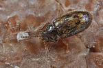 phloiophilus-edwardsii3-foto-koehler