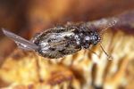 phloiophilus-edwardsii3-foto-weidlich