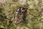 phloiophilus-edwardsii4-foto-koehler