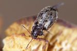 phloiophilus-edwardsii4-foto-weidlich