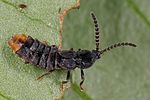 phosphaenus-hemipterus-foto-dewilde