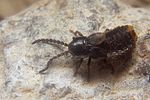 phosphaenus-hemipterus-foto-koehler