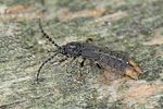 phosphaenus-hemipterus-foto-rindlisbacher