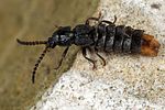 phosphaenus-hemipterus2-foto-dewilde