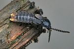 phosphaenus-hemipterus2-foto-wmueller