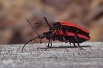 platycis-minuta-couple-foto-koehler