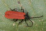 platycis-minutus-foto-altmann