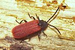platycis-minutus-foto-koehler