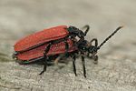 platycis-minutus-paar-foto-brueckner