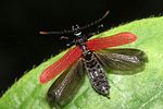 platycis-minutus-start-foto-dorow