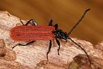 platycis-minutus2-foto-altmann