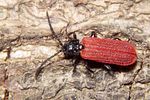platycis-minutus2-foto-koehler