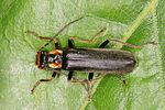 podabrus-alpinus-foto-altmann