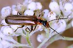 podabrus-alpinus-foto-dvorak