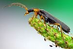 podabrus-alpinus-foto-krejcik