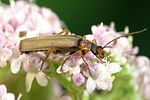 podabrus-alpinus-foto-weidlich