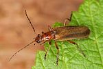 podistra-rufotestacea-foto-altmann