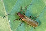 podistra-rufotestacea-foto-weidlich
