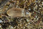 pomatinus-substriatus-foto-koehler