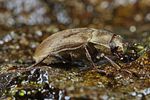 pomatinus-substriatus2-foto-koehler